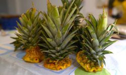 Eco-friendly plates made from pineapple will sprout when planted